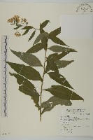 藏品(山白蘭)的圖片