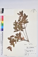 藏品(金毛杜鵑)的圖片