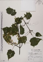 藏品(臺灣紅榨槭)的圖片