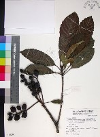 藏品(山枇杷、臺灣枇杷)的圖片