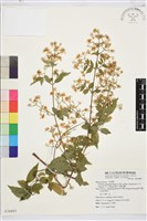 藏品(梨山小蓑衣藤)的圖片