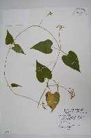 藏品(薄葉牛皮消)的圖片