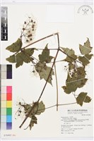 藏品(串鼻龍)的圖片