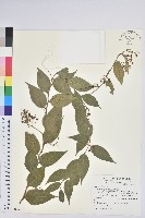 藏品(白珠樹)的圖片