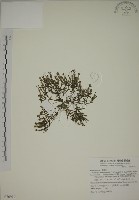 藏品(塔塔加龍膽)的圖片