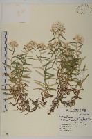 藏品(玉山抱莖籟簫)的圖片