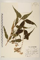 藏品(塔山澤蘭)的圖片