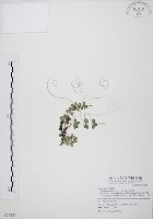 藏品(小椒草)的圖片