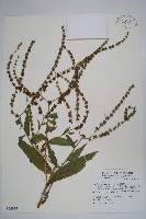 藏品(琉璃草)的圖片