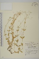 藏品(高山無心菜)的圖片