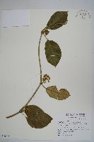 藏品(臺灣牛嬭菜)的圖片