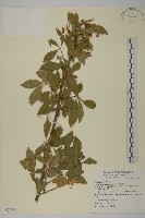 藏品(厚葉衛矛, 源一木)的圖片