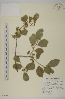 藏品(光果南蛇藤)的圖片