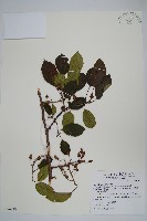 藏品(硬齒獼猴桃)的圖片