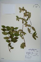 藏品(無梗忍冬)的圖片