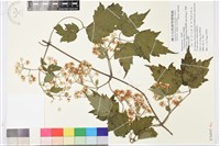 藏品(串鼻龍)的圖片