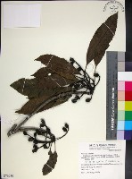 藏品(山枇杷、臺灣枇杷)的圖片