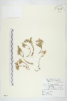 藏品(玉山佛甲草)的圖片