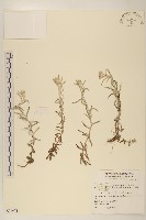 藏品(玉山抱莖籟簫)的圖片