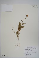 藏品(高山沙參)的圖片