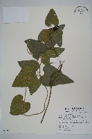 藏品(大葉馬兜鈴)的圖片