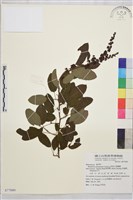 藏品(阿里山黃鱔藤)的圖片