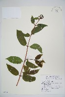 藏品(阿里山忍冬、漸尖葉忍冬)的圖片