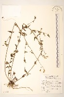 藏品(小蔓黃菀)的圖片