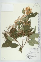 藏品(梜木)的圖片