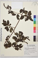 藏品(阿里山黃鱔藤)的圖片