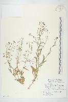 藏品(薺)的圖片