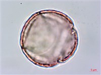 藏品(臺灣黃菫)的圖片