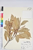 藏品(三斗石櫟)的圖片