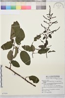 藏品(大黃鱔藤)的圖片