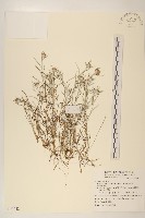 藏品(細葉鼠麴草)的圖片