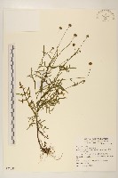 藏品(矮菊)的圖片