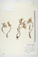 藏品(玉山佛甲草)的圖片