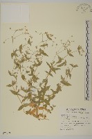 藏品(疏花繁縷)的圖片