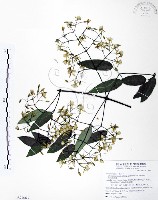 藏品(柱果鐵線蓮)的圖片