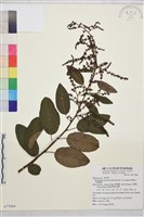 藏品(大黃鱔藤)的圖片