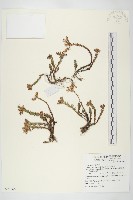 藏品(玉山佛甲草)的圖片