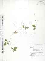 藏品(小葉括根)的圖片