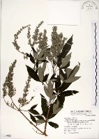 藏品(黃荊)的圖片