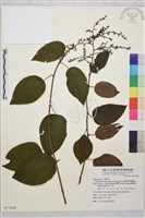 藏品(奮起湖黃鱔藤)的圖片