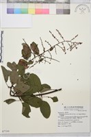 藏品(大黃鱔藤)的圖片