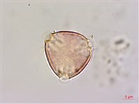 藏品(大黃鱔藤)的圖片