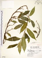 藏品(菲律賓榕)的圖片