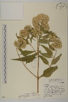 藏品(假澤蘭)的圖片