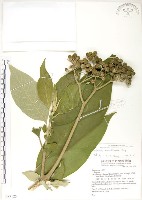 藏品(野煙樹)的圖片