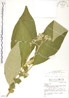 藏品(野煙樹)的圖片